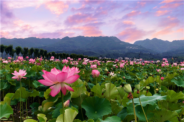 為精準幫扶荷塘旅遊產業,金沙縣稅務局全力落實定向幫扶政策,針對千畝