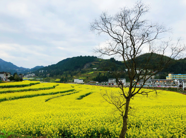 桐梓居油菜花海