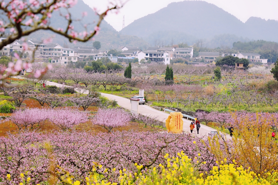 永樂鄉萬畝桃花開 攝/王曉