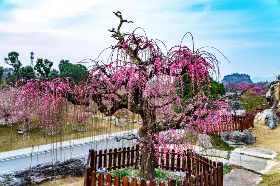 湄潭梅花园图片
