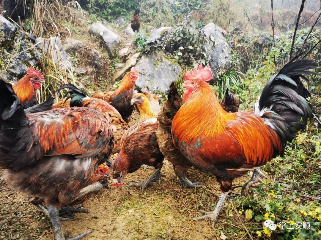 多彩贵州网 - 【我的脱贫故事】熊中贵:养殖高脚