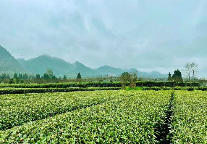 茶海之心處處是美景,除了觀海品茶,你還可以到中國禪茶瑜伽小鎮體驗人