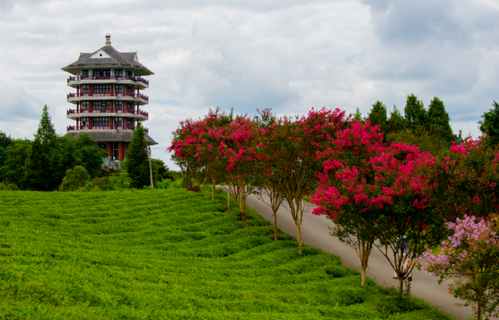 文旅即時報 線路推薦:湄潭(中國茶海)——鳳岡(茶海之心)——餘慶