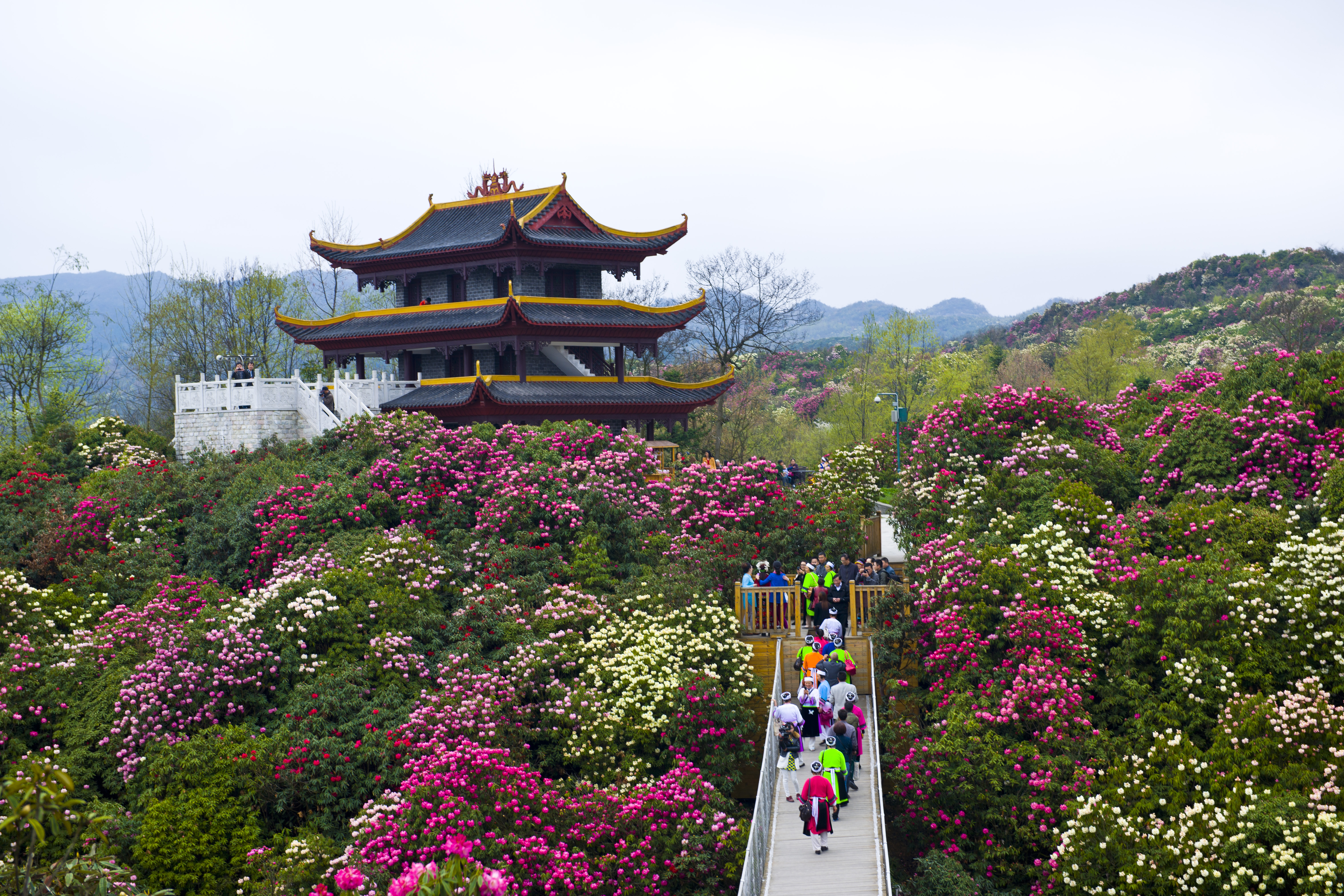 "要在春天邂逅面积最大,最美丽的花园,那一定要去一趟百里杜鹃,每年3