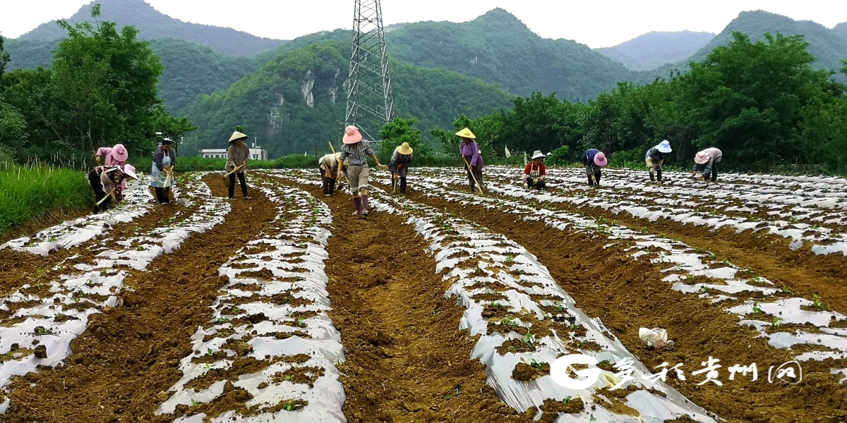 多彩貴州網 - 平壩區3.5萬畝辣椒種植助農增收