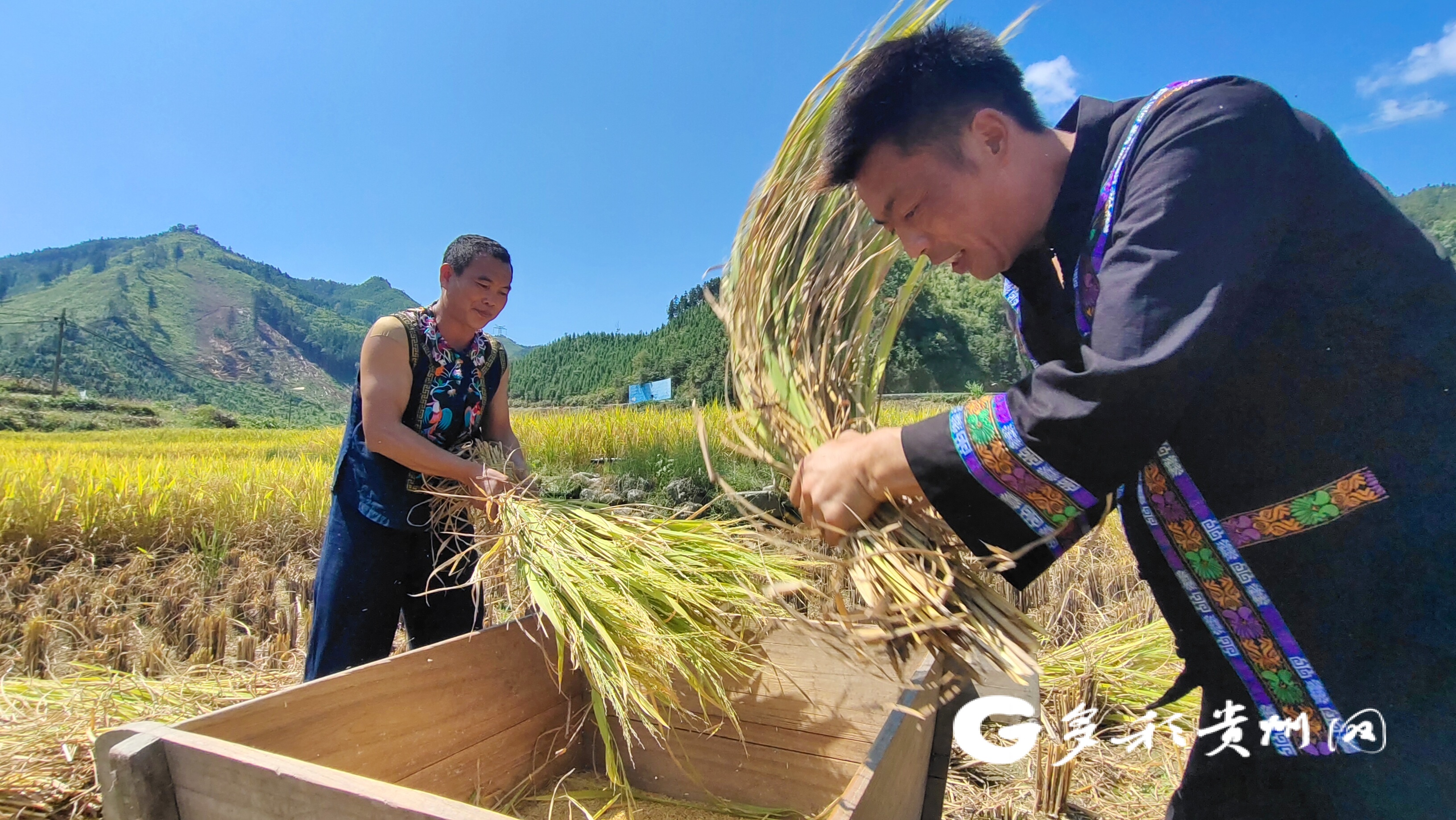 【祖国颂】黔西南州69.5万亩优质水稻颗粒归仓