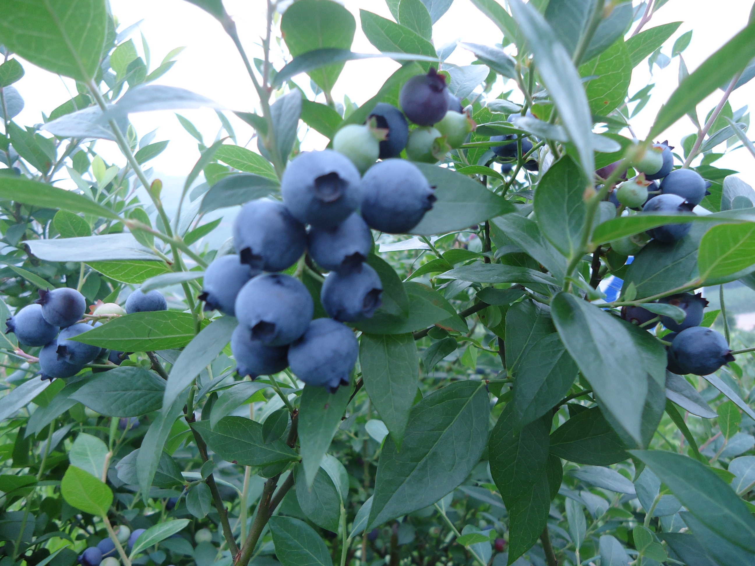 以节为媒促发展麻江县第七届蓝莓文化旅游节开幕