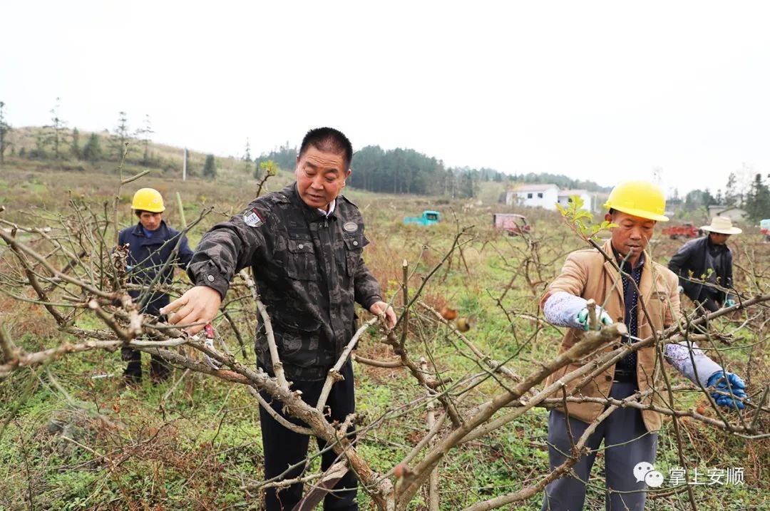 多彩贵州网 安顺 为了改变大坝村的贫困面貌,陈大兴"大刀阔斧"为大坝