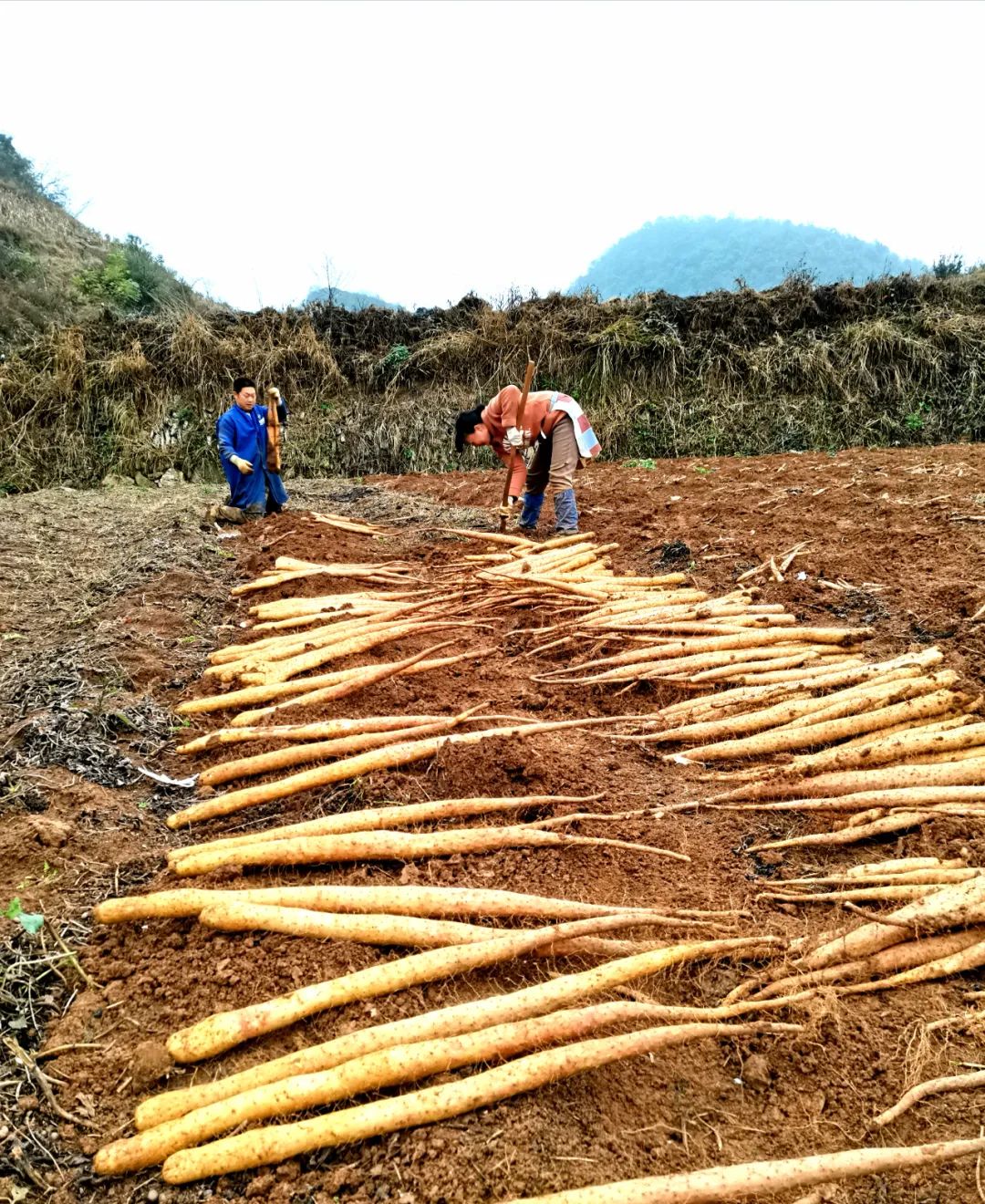 贵州网 安顺 今日要闻  2016年,村里进行产业结构调整,将引进山药种植