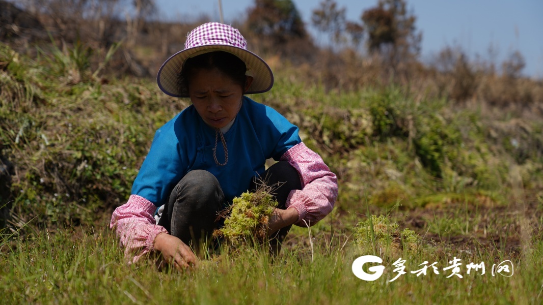 多彩網-荔波:種下海花草 爛泥田裡長出