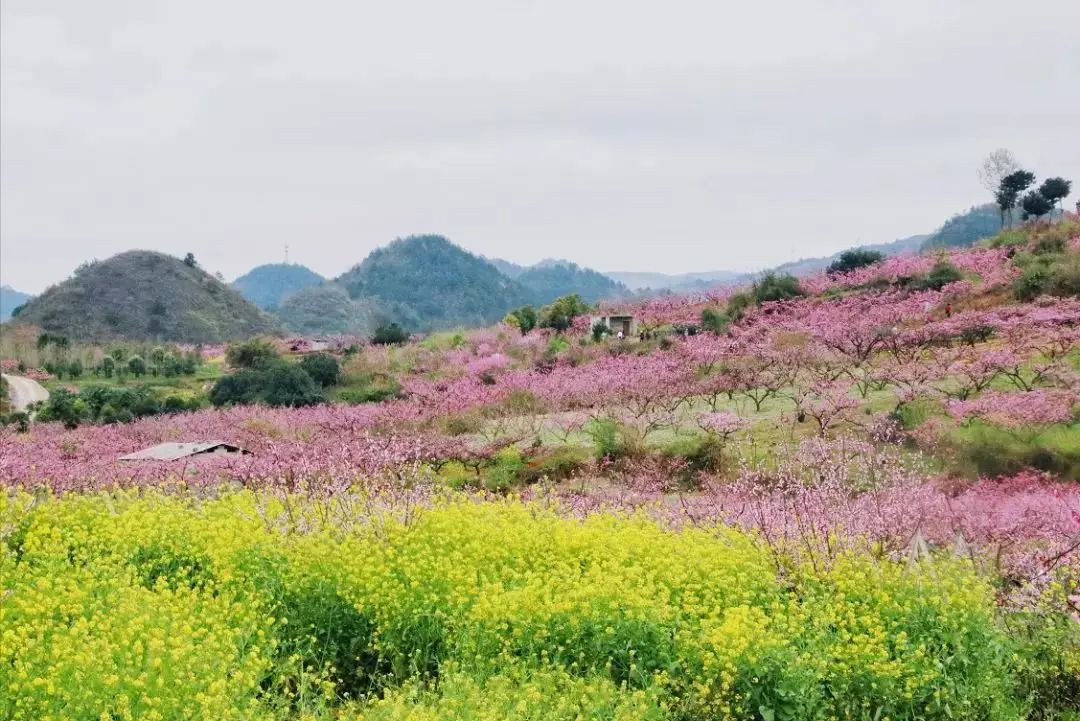 粉黃花海交相輝映