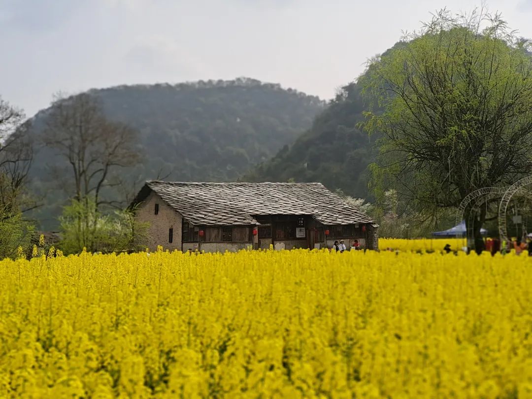 安顺鲍家屯油菜花图片